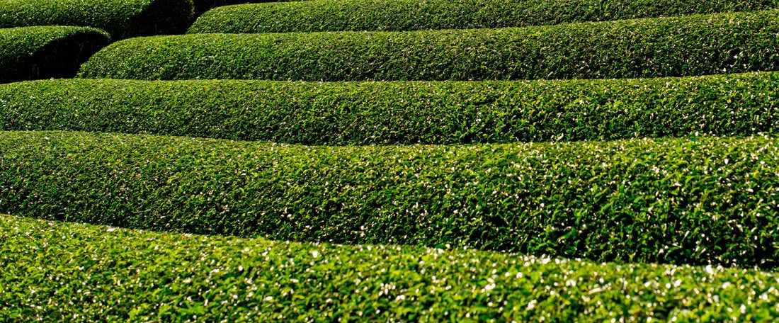Plantation de Matcha - Domaine du Thé